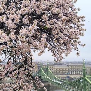 Gellert02_original